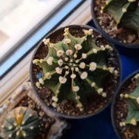 تعدادی کاکتوس خاص|گل و گیاه طبیعی|محمدیه-قزوین, |دیوار