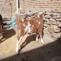 گوساله نر سیمینتال