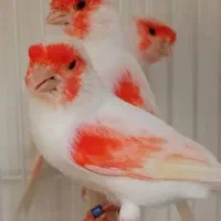 قناری ماده موزاییک