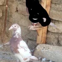کبوترکارل ماده