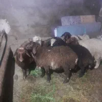 بره|حیوانات مزرعه|زاغه, |دیوار