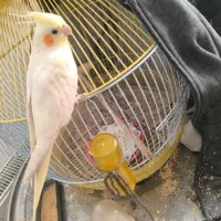 عروس هلندی لوتینو