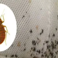 سمپاشی تخصصی ساس سوسک موش با ضمانت کتبی کل ایران