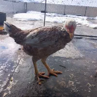 مرغ لاری|حیوانات مزرعه|پاوه, |دیوار