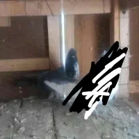 کبوتر|پرنده|گلپایگان, |دیوار