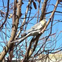 عروس هلندی گم شده