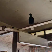زاغ دم سفیدکاکلی|پرنده|بهارستان, |دیوار