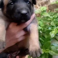 توله مالینیوز|سگ|کرمان, |دیوار