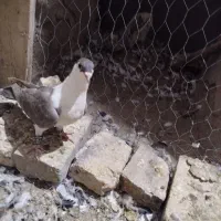 طوقی|پرنده|یزد, |دیوار