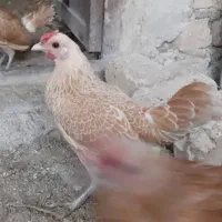 دو عدد مرغ سبرایت