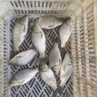 فروش بچه ماهی کپور طلایی اصلاح نژاد شده