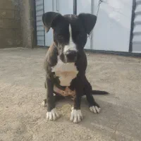 واگذاری طوله ماده امریکن پیتبول