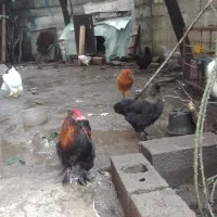 فروش چن عددمرغ دورگه برهما