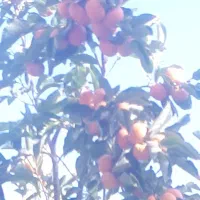 خرمالو درشت و آبدار ژاپنی|خوردنی و آشامیدنی|بافت, |دیوار