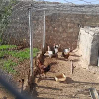 خروس و مرغ فروشی|حیوانات مزرعه|سرپل ذهاب, |دیوار