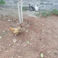 مرغ برهما