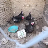 بوقلمون و طاقچه مرغ و خروس|حیوانات مزرعه|نیشابور, ابراهیمی|دیوار