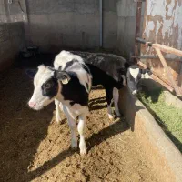 گوساله نر|حیوانات مزرعه|قیامدشت - خاورشهر, |دیوار