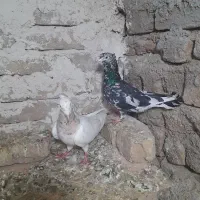 کبوتر|پرنده|قوچان, |دیوار