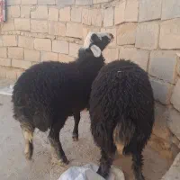 بره نر سبز افشاری|حیوانات مزرعه|نجفآباد, حومه نجف آباد|دیوار