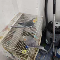 یک جفت عروس هلندی