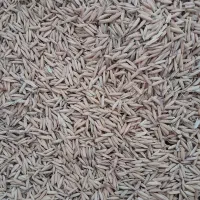 شالی بذری ندا