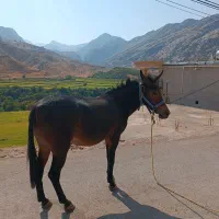 قاطر ماچه اصیل قاطر عشایری|حیوانات مزرعه|باغ ملک, |دیوار