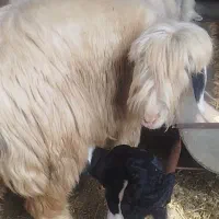 گوسفند