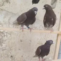 کبوتر یا کفتر پرشی کاشی و کاشانی گرویی