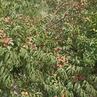 باسلام فروش باغ 3000 متربا90 دقیقه آب