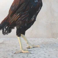 خروس لاری|حیوانات مزرعه|شیراز, محراب|دیوار