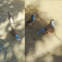 چند جفت کبوتر