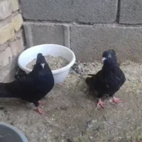 کبوتر زاغ|پرنده|مبارکه, |دیوار