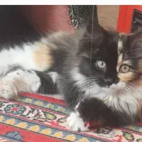 واگذاری گربه|گربه|پردیس, فاز ۴|دیوار