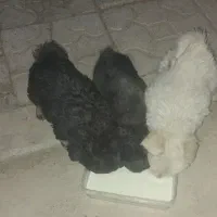 نژاد اشپیتز