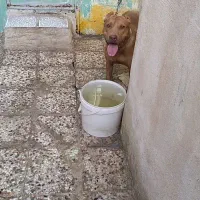 سگ گم شده