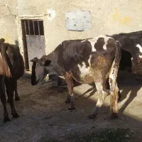 سه راس گوساله