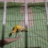 قناری جیور ماده آماده آماده