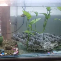 اکواریوم ۳۰ در ۴۰ شرکتی شیشه خم