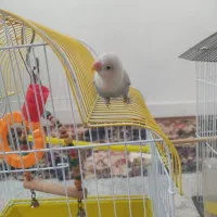 طوطی برزیلی فیشر