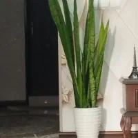 گل طبیعی و گلدان و پایه گل