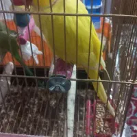 طوطی ملنگو رنگ خاص. قیمت بیست‌وپنج میلیون|پرنده|کاشمر, |دیوار