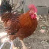 خروس محلی چاق