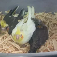 جوجه عروس هلندی سرلاکی|پرنده|پارس‌آباد, |دیوار