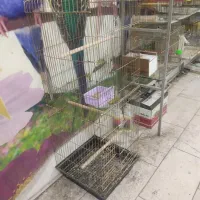 قفس بسیاربزرگ دوطبقه کاسکویی    آیهان