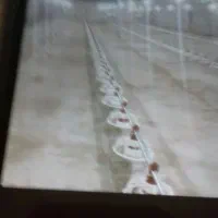 نیازمند کا رگر مرغداری