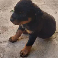 روتوایلراصیل|سگ|اصفهان, لنبان|دیوار