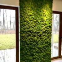 طراحی و اجرای ماس وال دیوار خزه‌ای|گل و گیاه طبیعی|کرج, حصارک بالا|دیوار