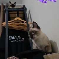 تنوع در طرح و رنگ‌رگال و کمدهای اروپایی|جاکفشی، کمد، دراور|کرج, مصباح|دیوار