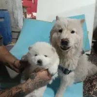 توله چاوچاو|سگ|احمدآبادمستوفی, |دیوار